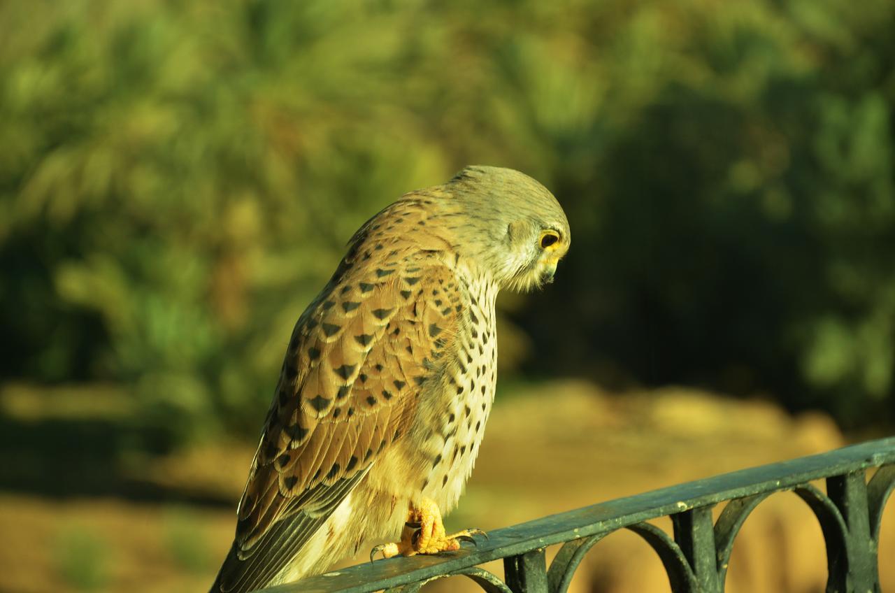 Riad Chay & Boutique Tajda Екстериор снимка